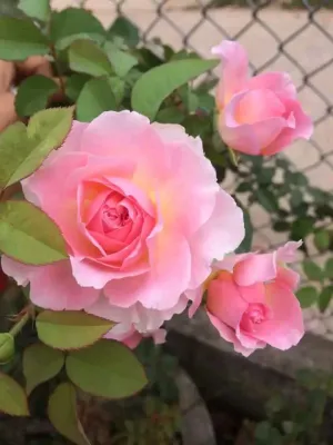 Bìa truyện Thẩm Ngữ